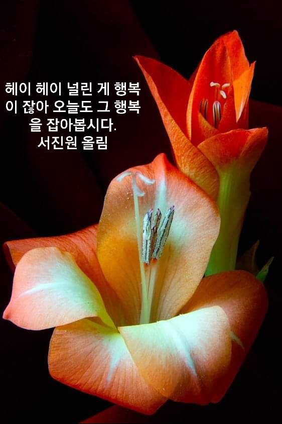 테스트 이미지