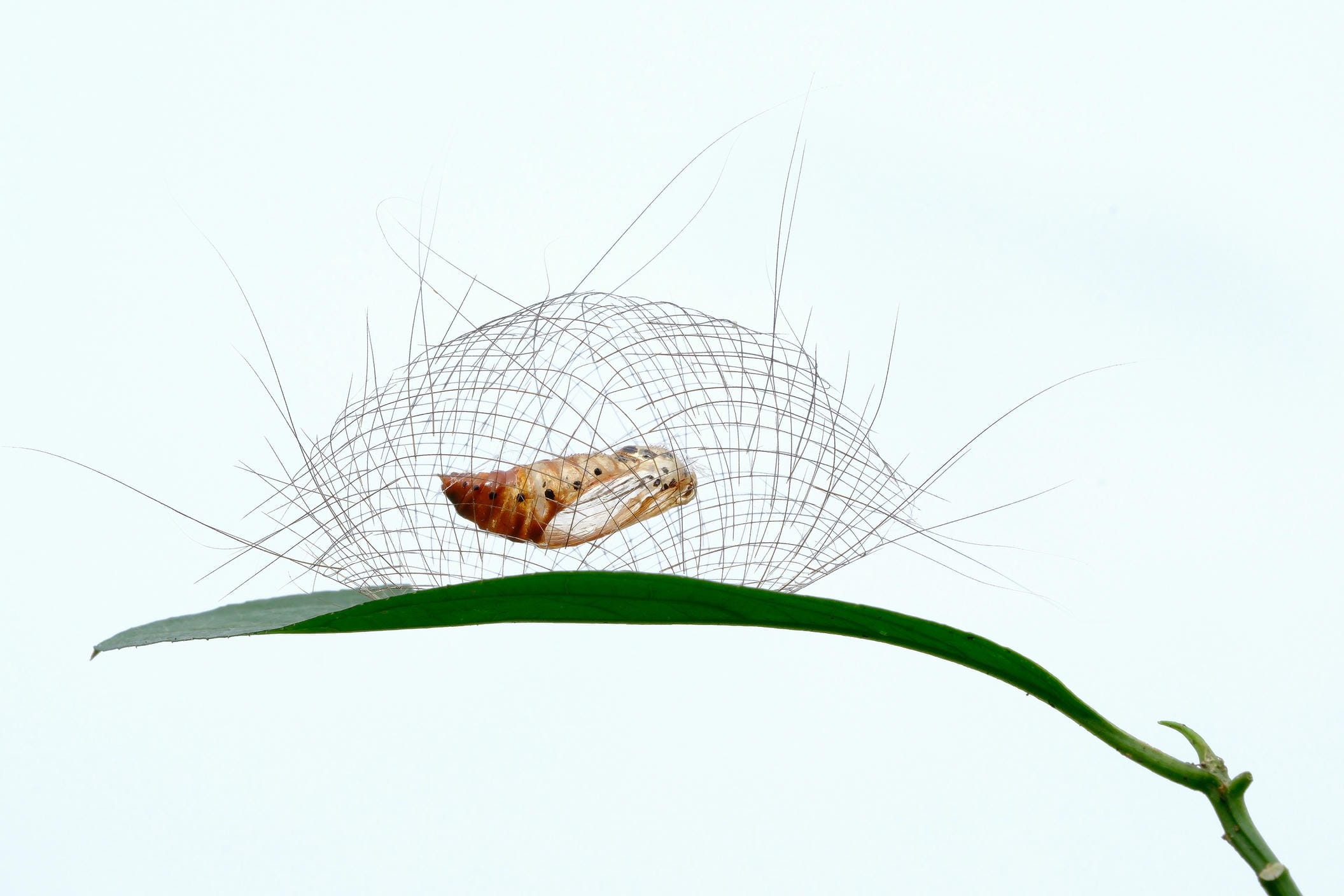 Moth Magic Moth Magic